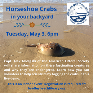 Horseshoe Crabs in y